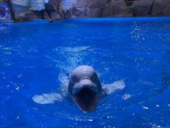 -海合安青岛极地海洋公园