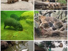 -广州长隆野生动物世界