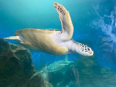 -广东惠东海龟国家级自然保护区