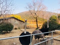 -无锡动物园·太湖欢乐园