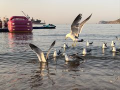 -海驴岛(荣成市)