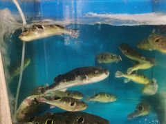 -天正河鲀·河豚亭(大连店)