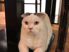-猫小院猫主题餐厅(三里屯店)