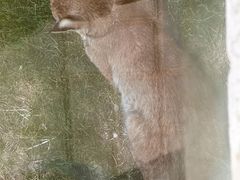 -青藏高原野生动物园