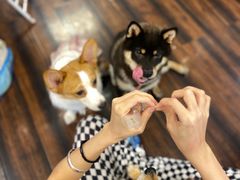 -豆柴町-柴犬主题狗咖(红鼎国际C座店)