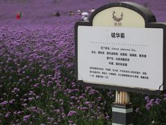 -紫颐香薰山谷景区