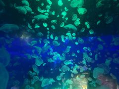 -江和美海洋公园