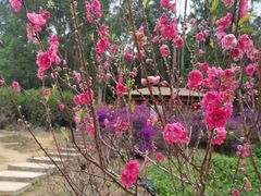 -南国桃园旅游度假区