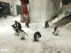-大连圣亚海洋世界