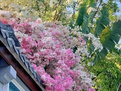 -深圳国际园林花卉博览园