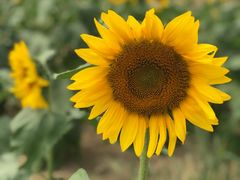 -武汉紫薇都市田园