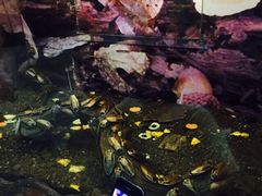 -上海大自然野生昆虫馆