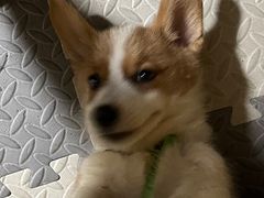 -达爱动物医院·犬猫分区·CT·复杂眼科(远洋山水分院)