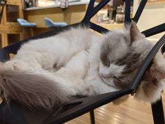 -滚猫咖啡·猫咖·猫友好撸猫(未来城店)