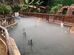 -呀路古热带植物园