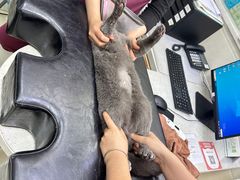 -瑞鹏宠物医院·微创内窥镜·骨外科·牙科(翠竹分院)