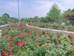 -桤木河湿地公园