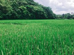 -贵阳市花溪国家城市湿地公园