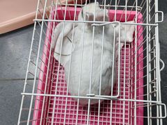 -爱侣宠医·鹦鹉专科·小型哺乳类·异宠专科(灵石路店)