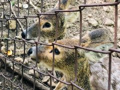 -合肥野生动物园