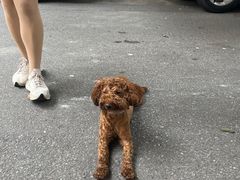 -Devils’ Brewery小恶魔精酿啤酒(武汉天地店)