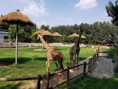 -北京野生动物园