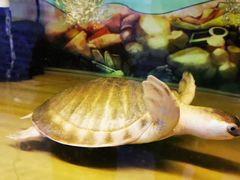 -上海大自然野生昆虫馆(东方明珠·爬宠昆虫探索中心)