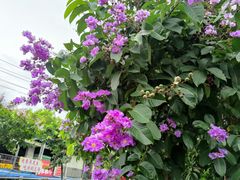 -广西大学(大学东路校区)