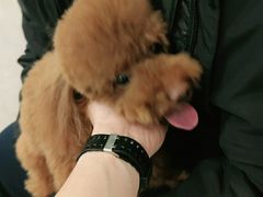 -宠爱国际动物医院(德胜门店)