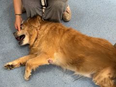 -顺强宠物诊所·狂犬免疫·夜诊·骨科(嘉定店)