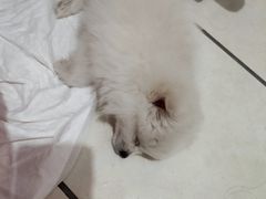 -安安宠医宠物医院·异宠·犬猫内科(岳阳分院)