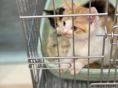 -猫力发电所·宠物专门店