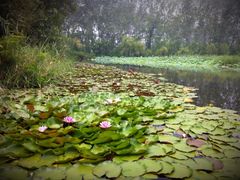 景点-微山湖红荷湿地景区