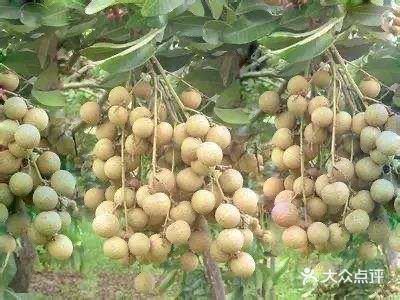格林东庄🍑 也太interesting了吧🌸 ，不容错过遛娃
