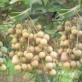 格林东庄🍑 也太interesting了吧🌸 ，不容错过遛娃