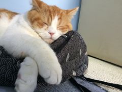 -喵的天空名猫咖啡馆·撸猫·猫舍·用品