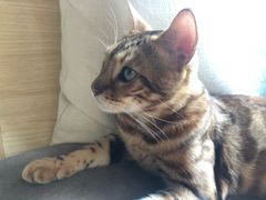 -猫和宫(六道口店)