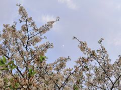 -武汉大学-樱园