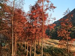 -广州市石门国家森林公园