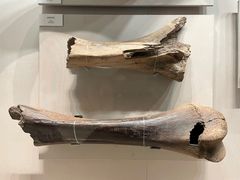 -齐齐哈尔市博物馆