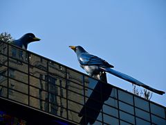 -义乌之心城市生活广场(新马路店)