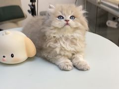 -lincat·猫舍(广州店)