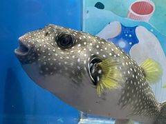 -渡海小渔村.老辈日照菜