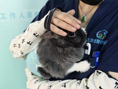 -北京观赏动物医院·24小时大型综合·猫专科·异宠专科
