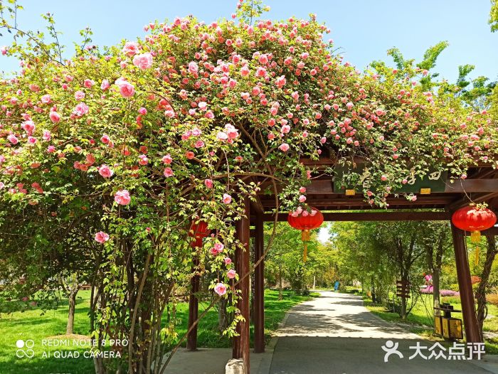 鹅湖玫瑰文化园图片