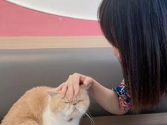 -喵园·猫主题咖啡厅·撸猫·猫咖(国贸店)