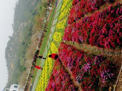 -丹樱生态园