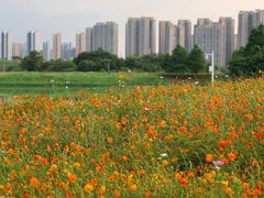 -洋湖国家湿地公园
