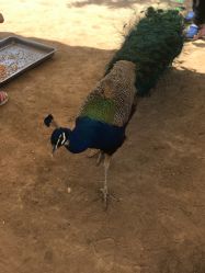 -萌宠亲子动物乐园(槐房万达店)