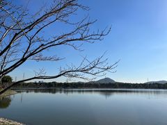 -羊山湖公园